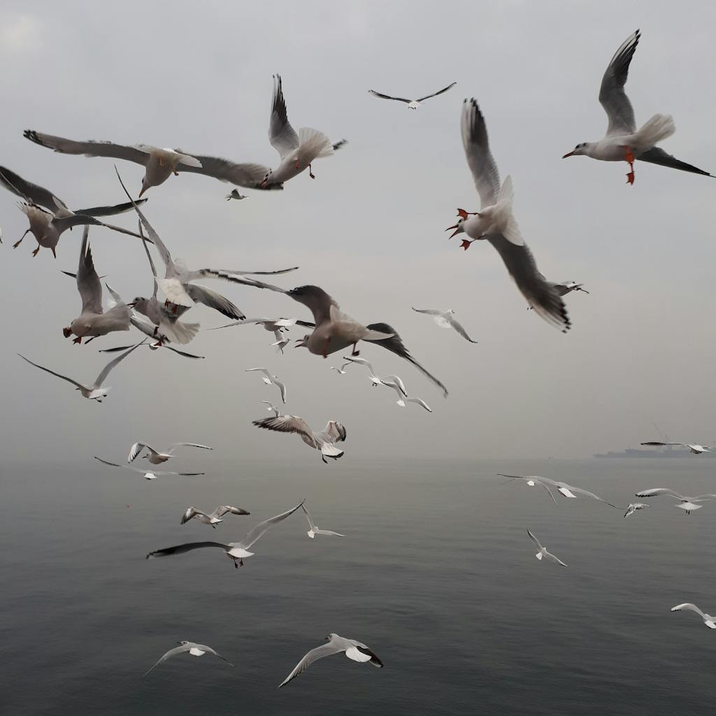 a flock of birds fly in a gloomy weather 6302360 WordPress dashboard with file cloud migration.